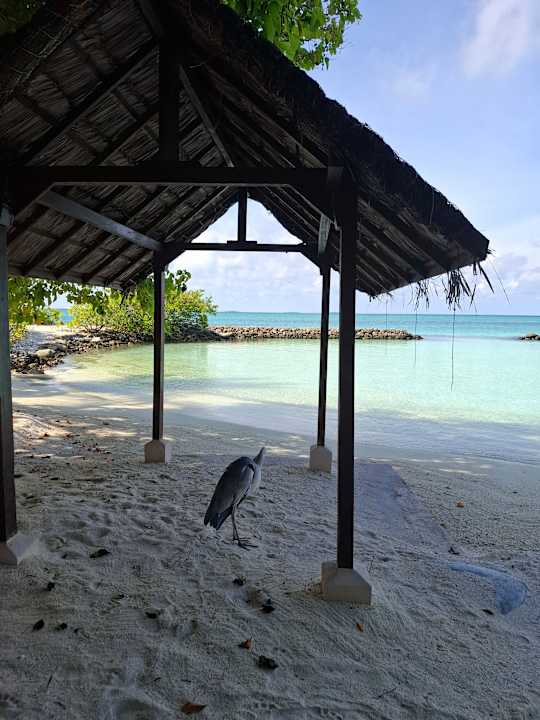Strand Summer Island Maldives