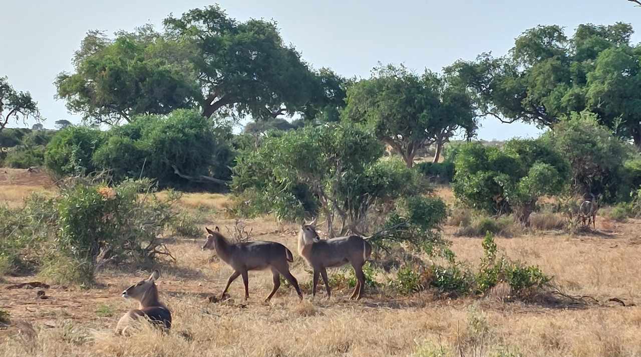 Sonstiges Sentrim Tsavo Lodge