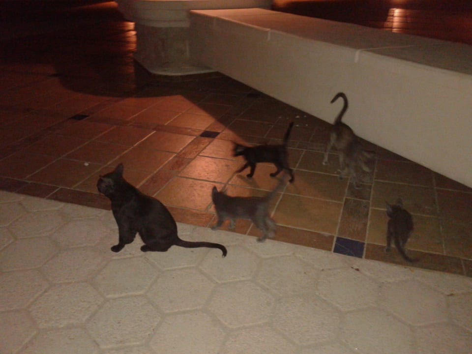 Египетские кошки Pickalbatros Citadel Resort