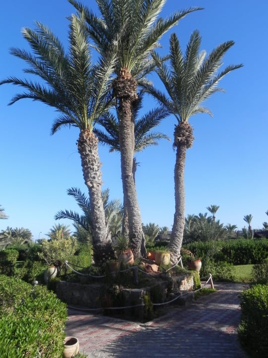 Der Weg zum Strand Hotel Seabel Rym Beach Djerba