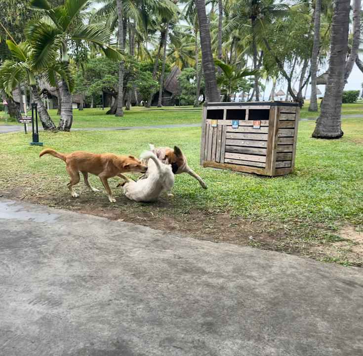 Gartenanlage La Pirogue Mauritius