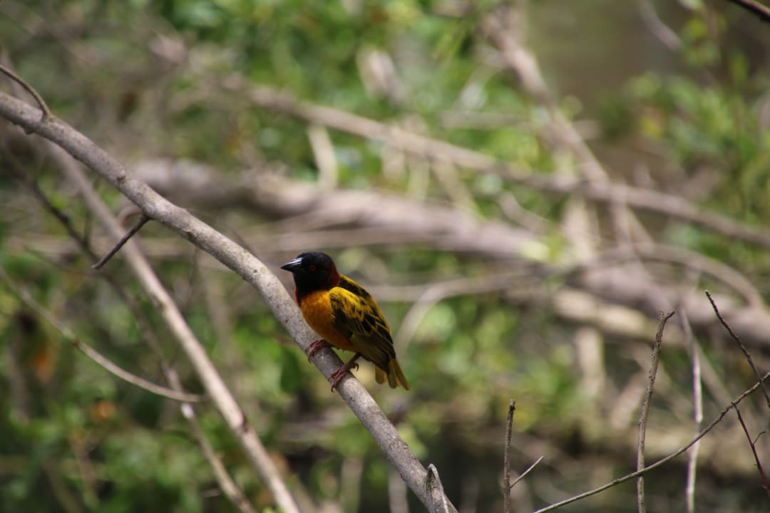 Gartenanlage Hotel Viva Dominicus Palace by Wyndham-All Inclusive Resort