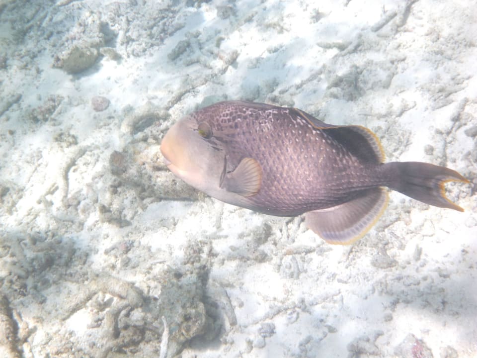 Riesendrücker Summer Island Maldives