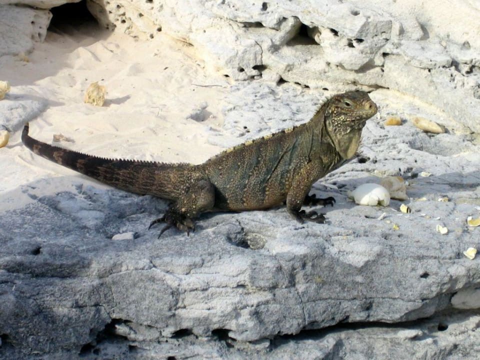 Leguan Hotel Cayo Largo del Sol