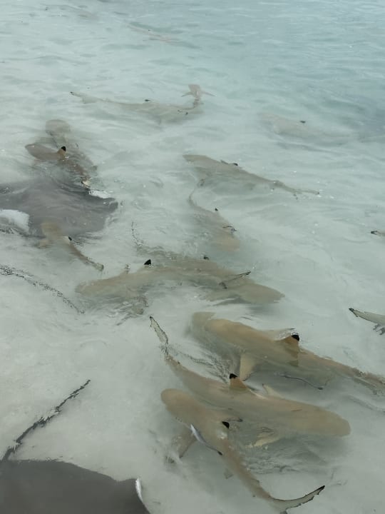 Strand Sun Siyam Vilu Reef