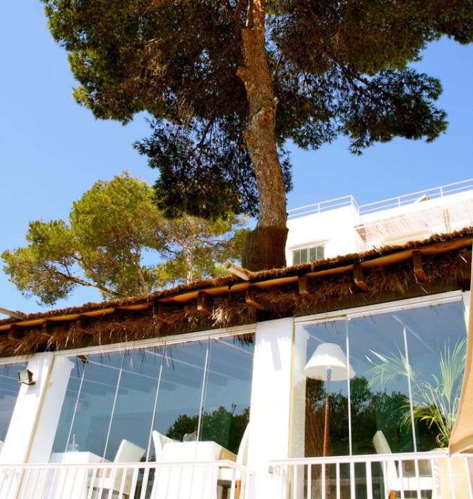 Baum wächst durchs Restaurant Hotel Cala D'Or