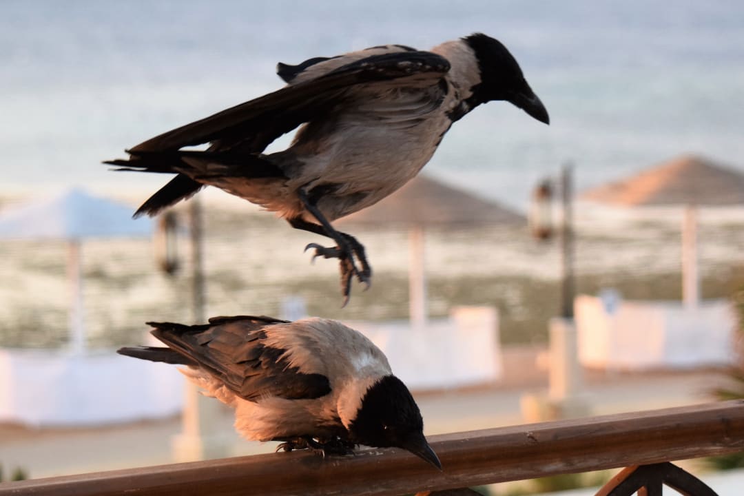 Sonstiges Makadi Spa - Adults only