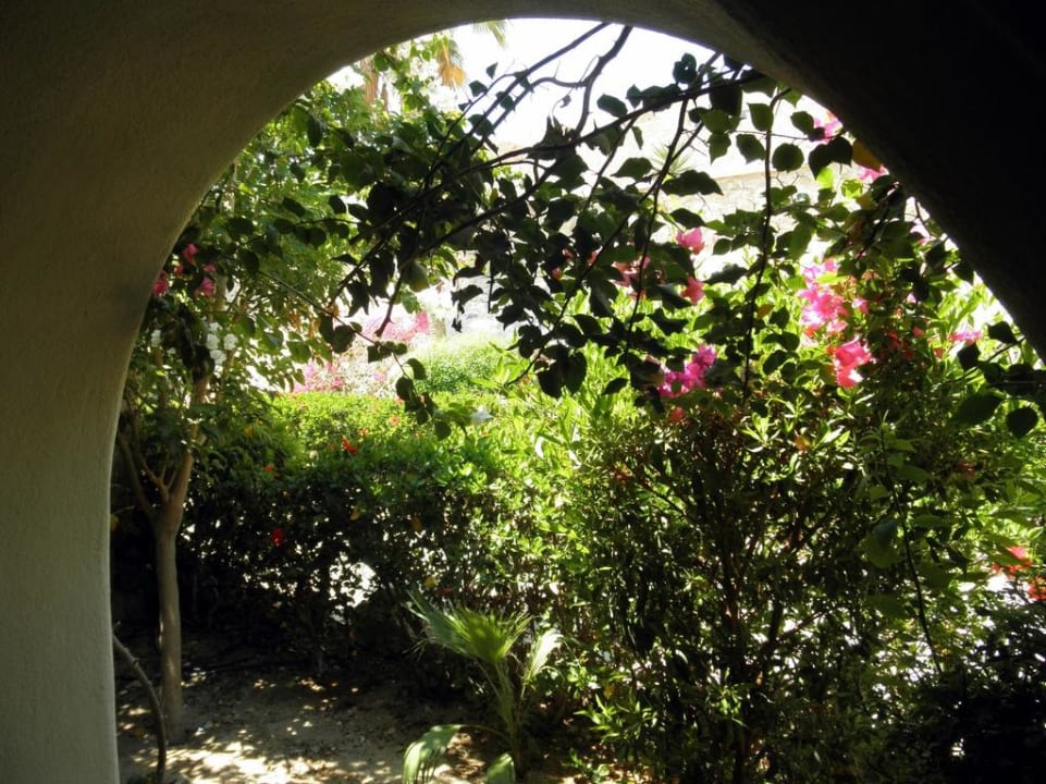 Райские сады Цитадели Pickalbatros Citadel Resort