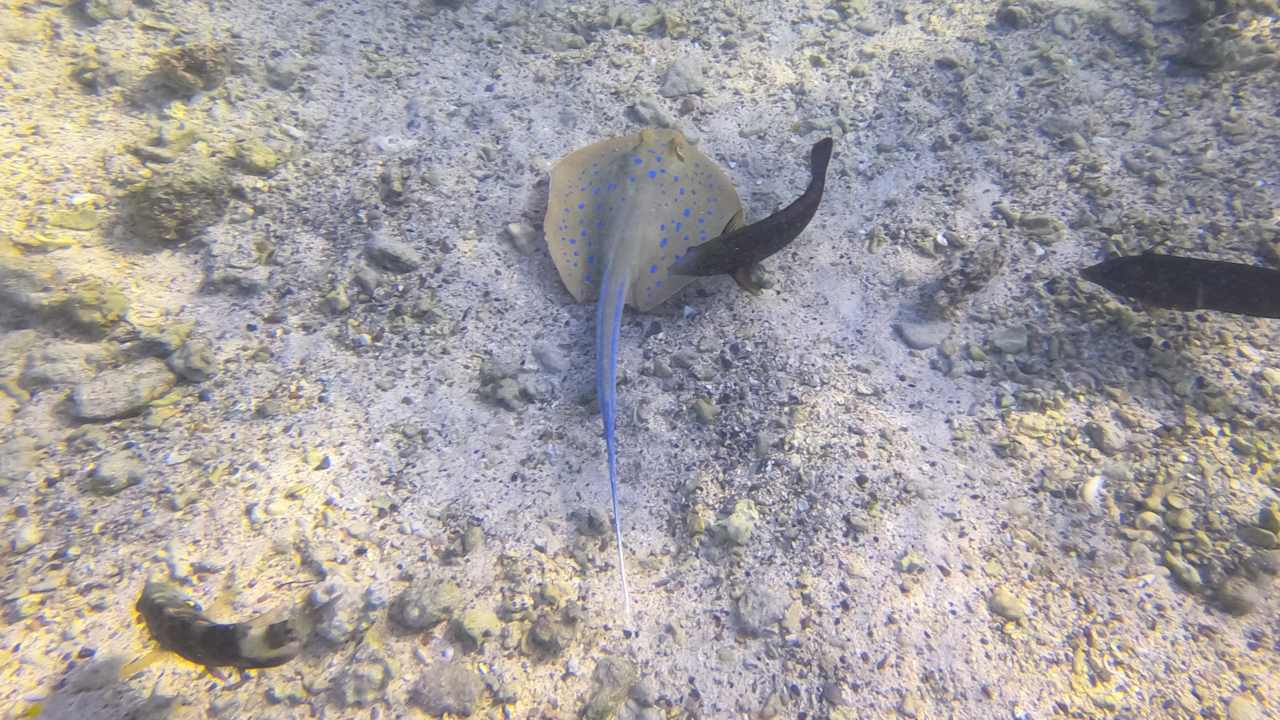 Sonstiges Mövenpick Resort El Quseir