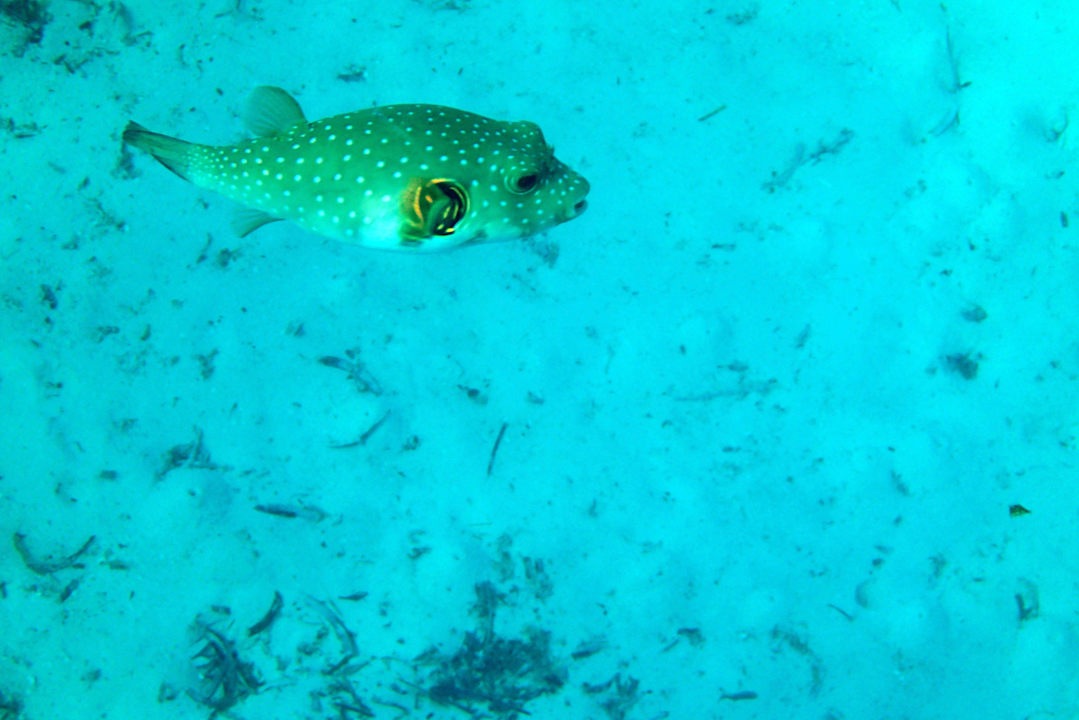 Igelfisch Meeru Maldives Resort Island