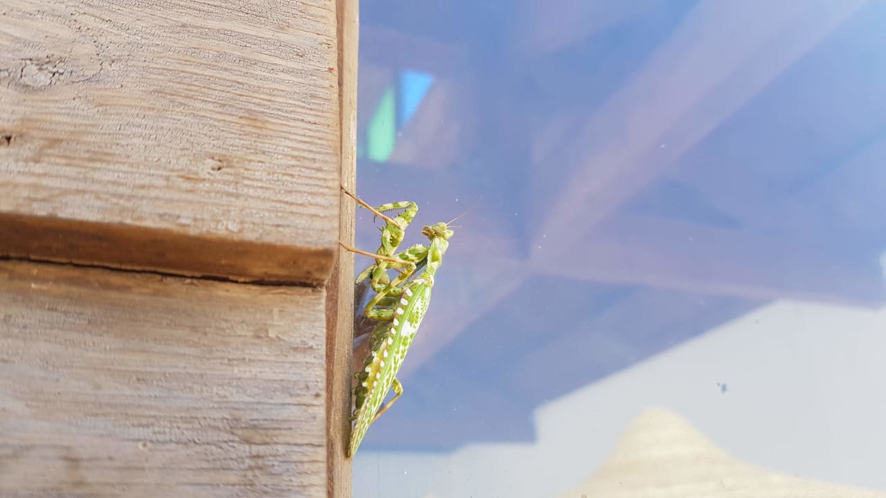 Sonstiges Shams Alam Beach Resort