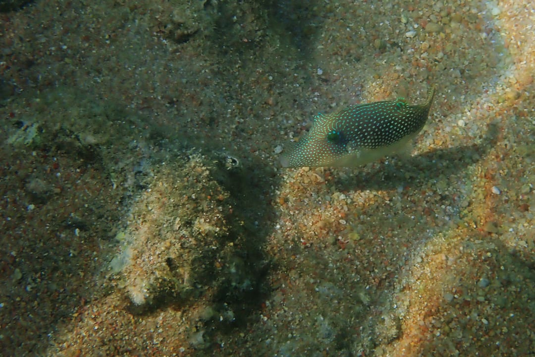 Strand Pickalbatros Citadel Resort