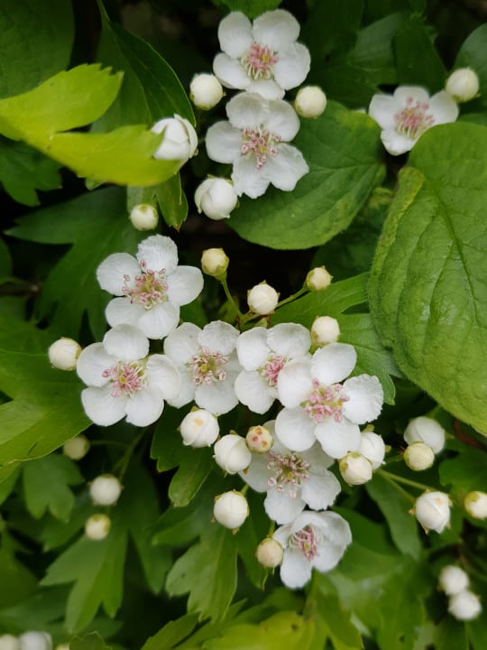 Gartenanlage Hotel zum Hallenberg