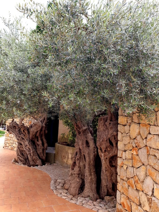 Gartenanlage Alcudia Garden Aparthotel
