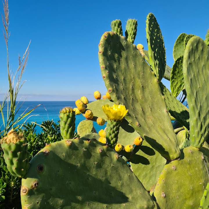 Ausblick Aldiana Club Rocca Nettuno Calabria