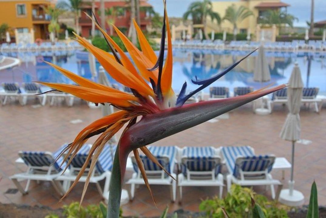Blume Bahia Principe Sunlight Costa Adeje