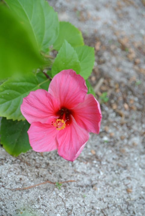 Blume - wunderschön Angaga Island Resort