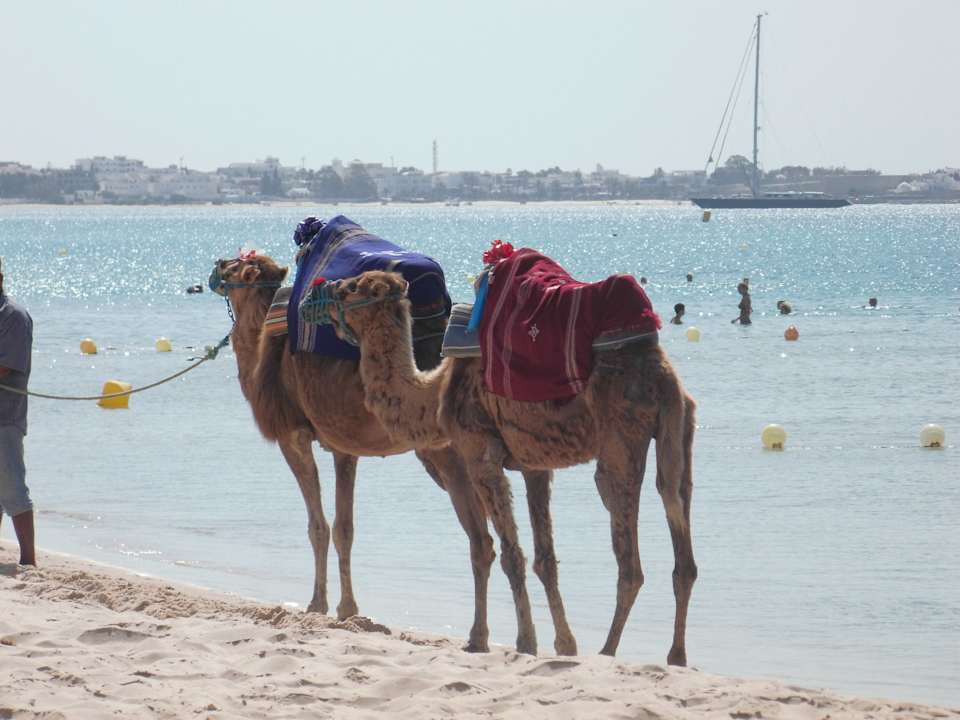 Unsere täglichen camele The Orangers Beach Resort and Bungalows