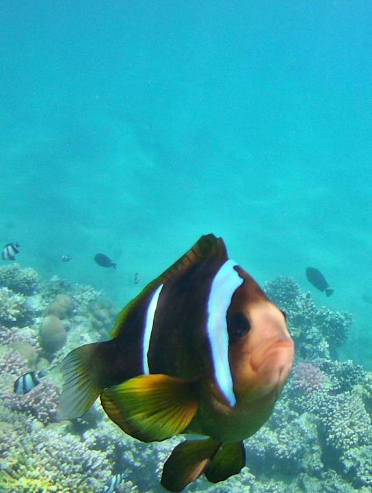 Strand Cleopatra Luxury Resort Makadi Bay