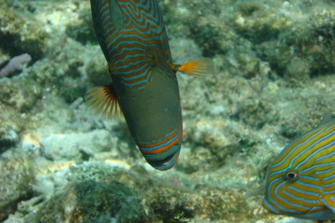 Gelbschwanz- Drücker Eri Maldives