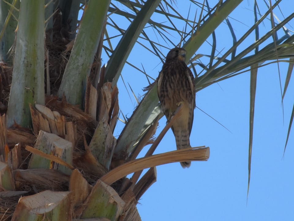 Falke in der Anlage Makadi Palace