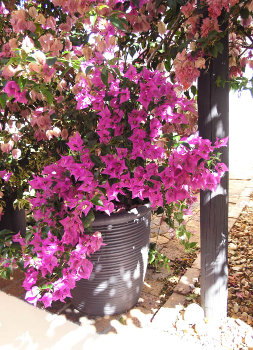 Bougainvillea Hotel La Bonne Auberge