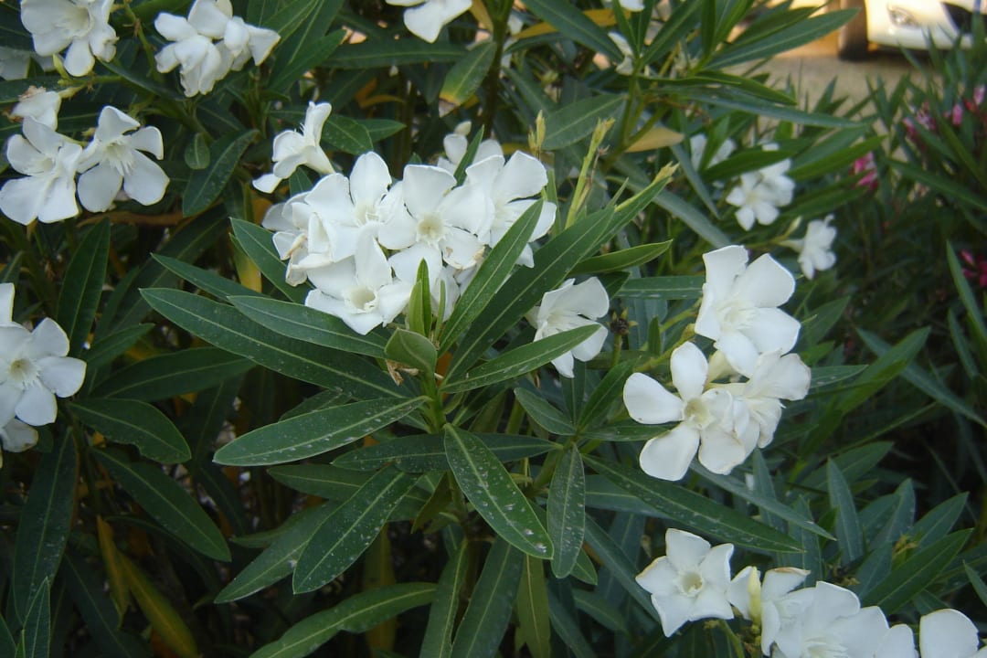 Flowers on the beach Akrathos Beach Hotel