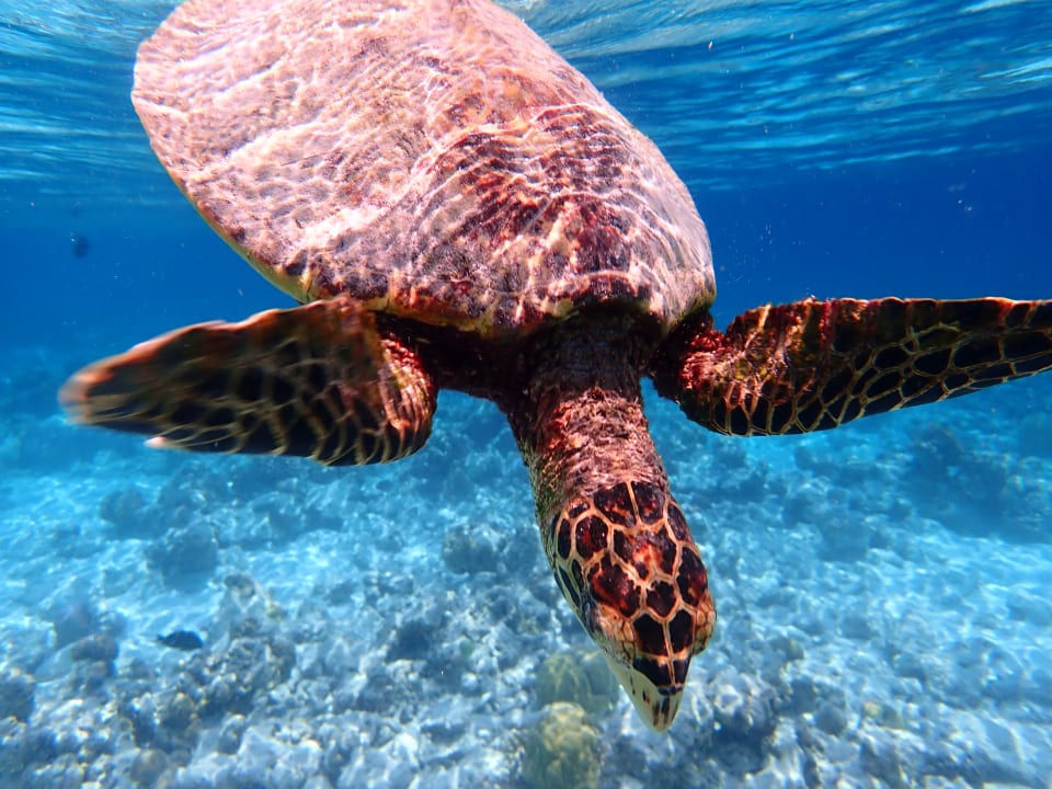 Sport & Freizeit NH Collection Maldives Reethi Resort