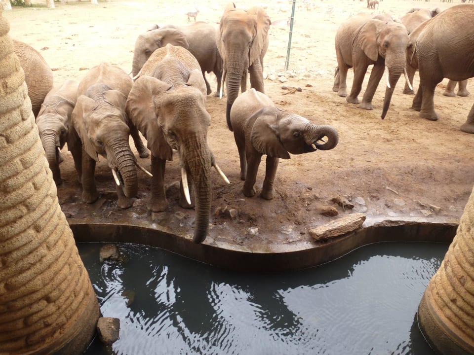 Elefanten vor der Lodge Salt Lick Safari Lodge