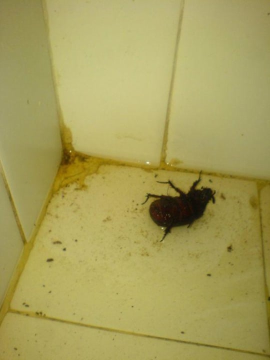 Gregor Samsa Hotel Country Club Castelfusano