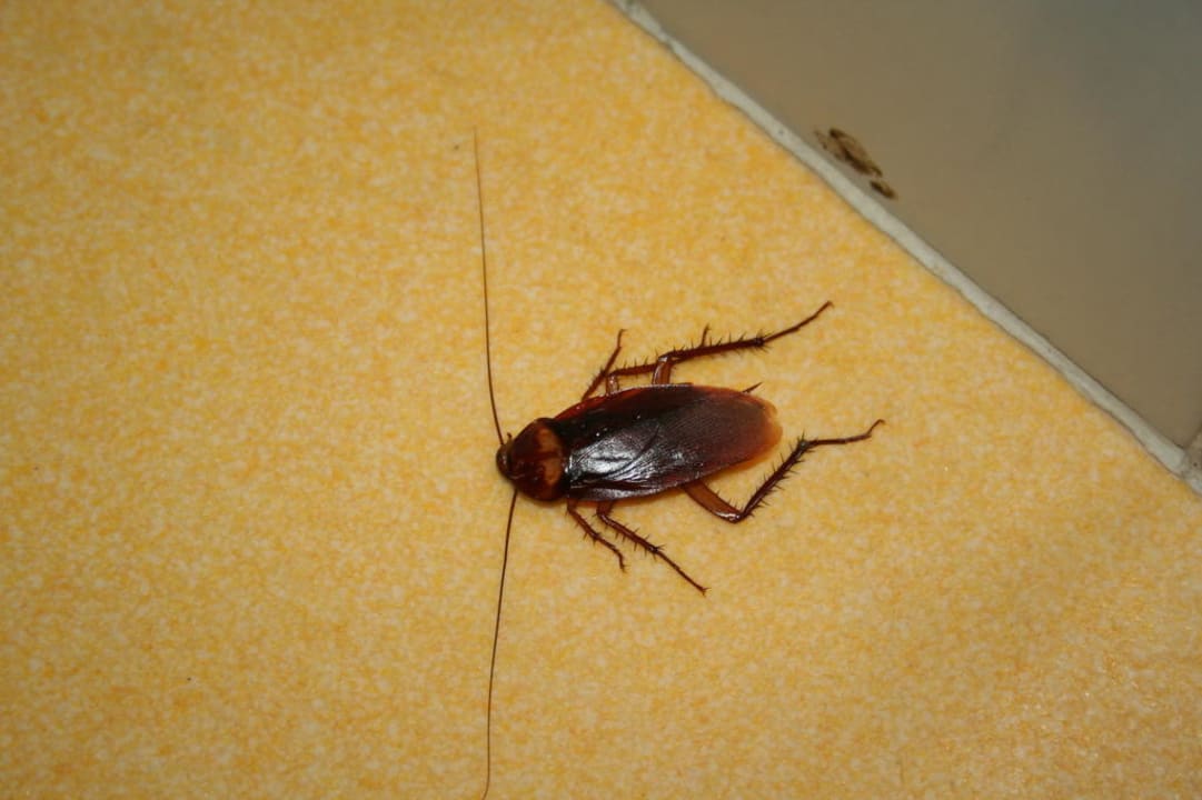 Robale Monica Isabel Beach Club