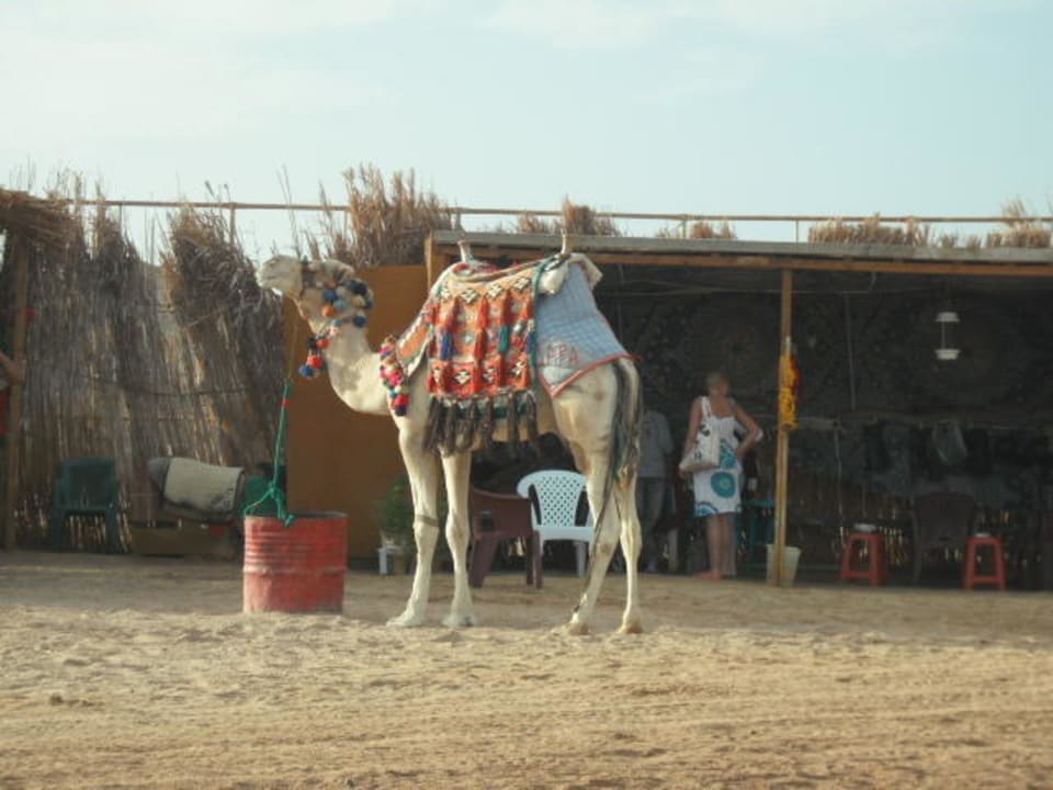 Fortbewegungsmittel TUI MAGIC LIFE Kalawy