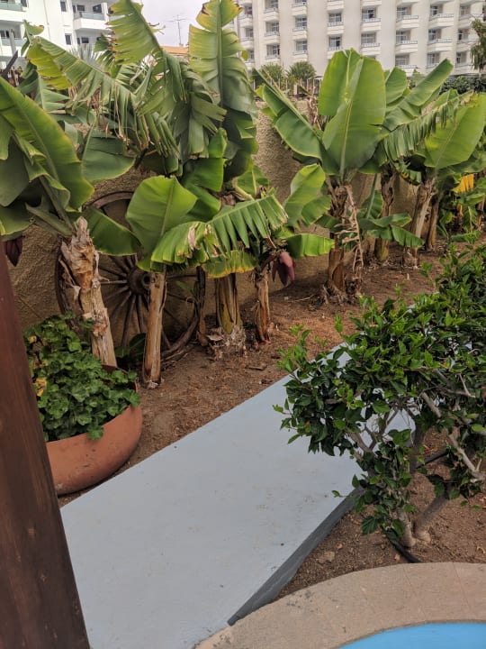 Gartenanlage HL Miraflor Suites Hotel