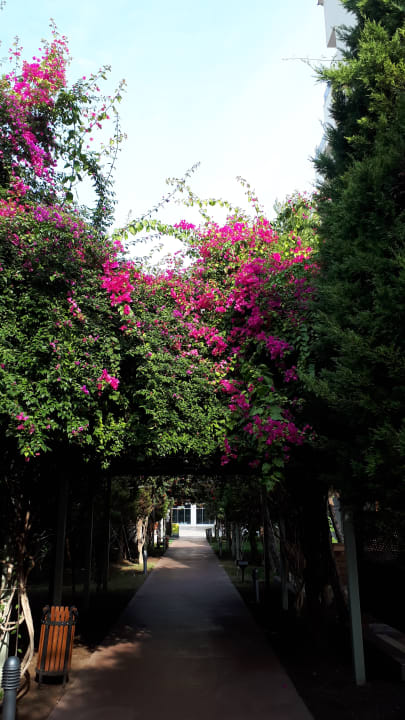 Gartenanlage Saturn Palace Resort Hotel