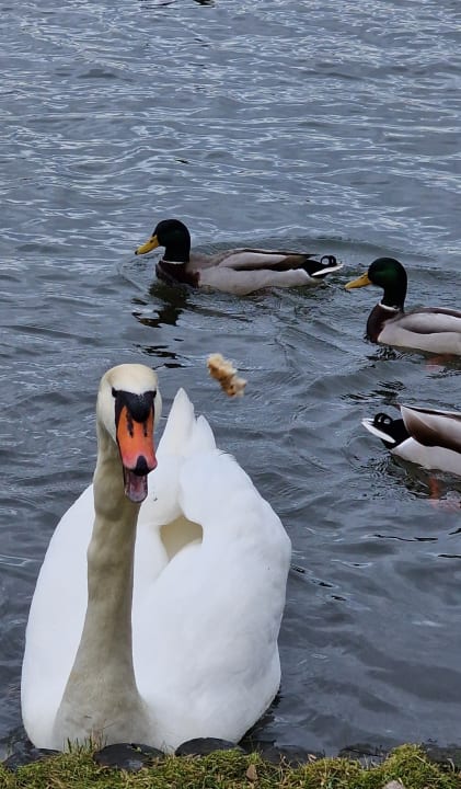 Sonstiges Hotel Wörlitzer Hof
