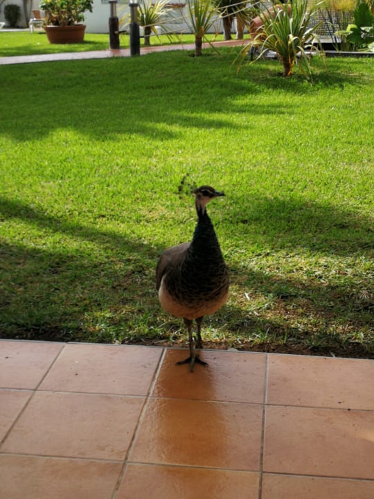 Sonstiges HL Miraflor Suites Hotel