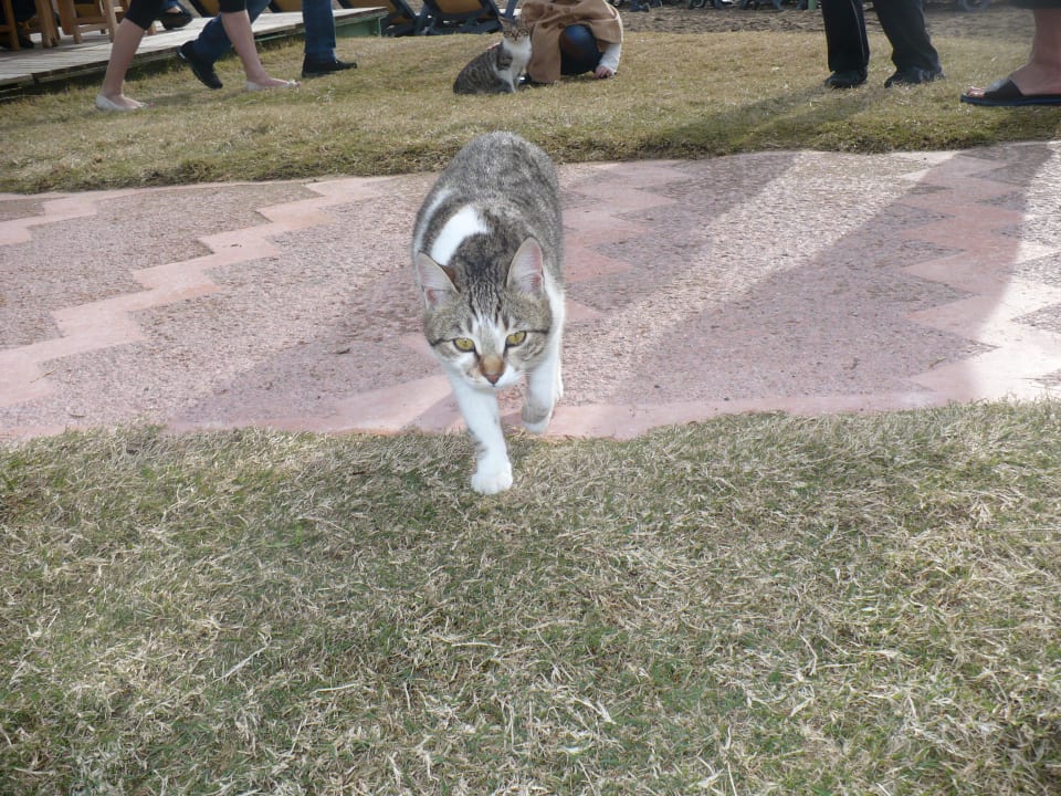Katze im Glück Hotel Delphin Imperial