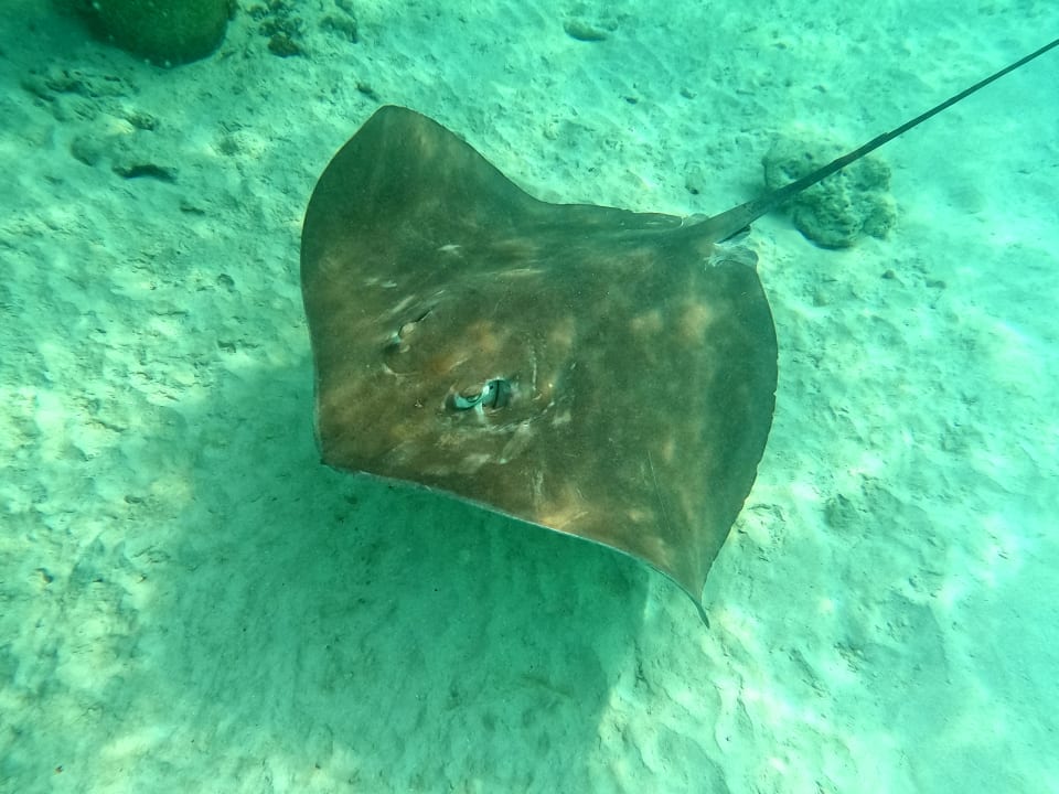 Sport & Freizeit NH Collection Maldives Reethi Resort