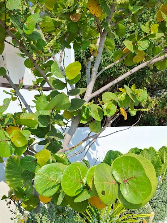 Gartenanlage Pichcha Kohlarn