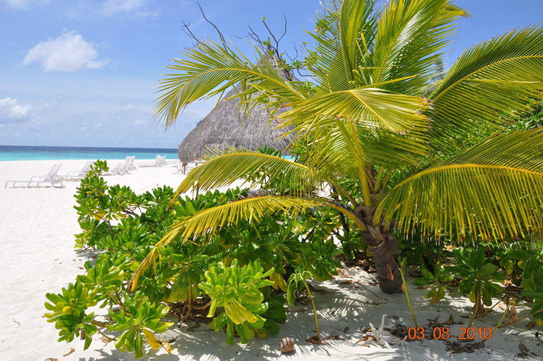 Ciakawa roślinność na wysepce Thulhagiri Island Resort