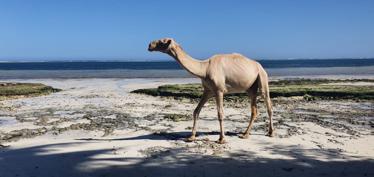 Strand Bahari Beach Hotel