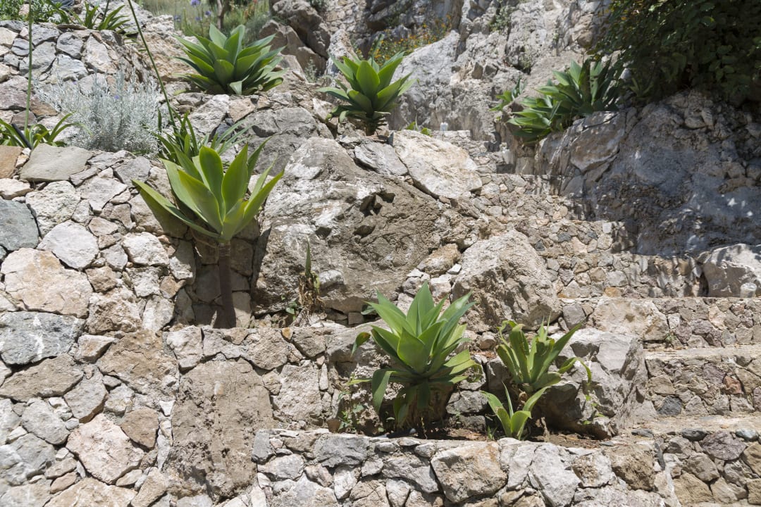 Gartenanlage TUI Blue Puntamare
