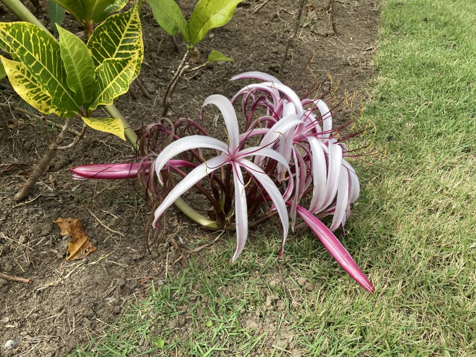 Gartenanlage Hotel Grand Palladium Palace Resort, Spa & Casino