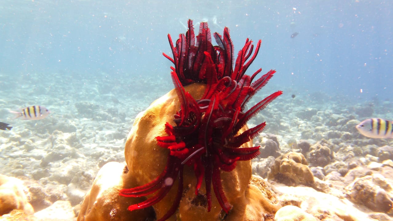 Strand Adaaran Select Meedhupparu Island Resort - Premium All Inclusive