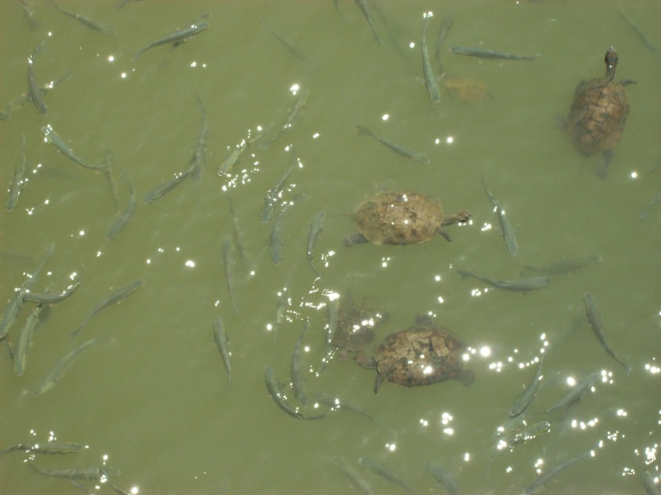 Kleiner Fluss-Schildkröten&Fische Weg zum Strand Asteria Family Resort Side