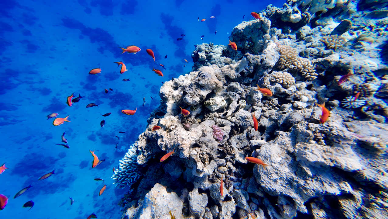 Sonstiges Coral Sun Beach