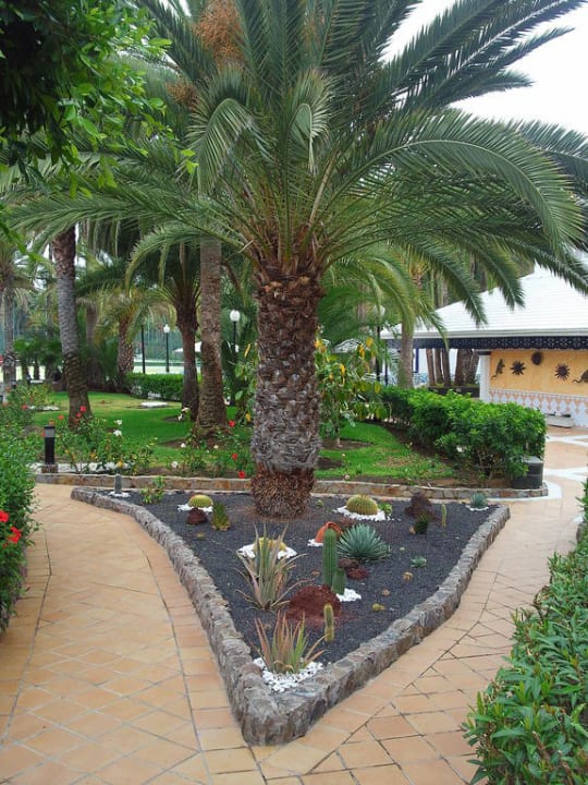 Gartenanlage Hotel Riu Palace Oasis