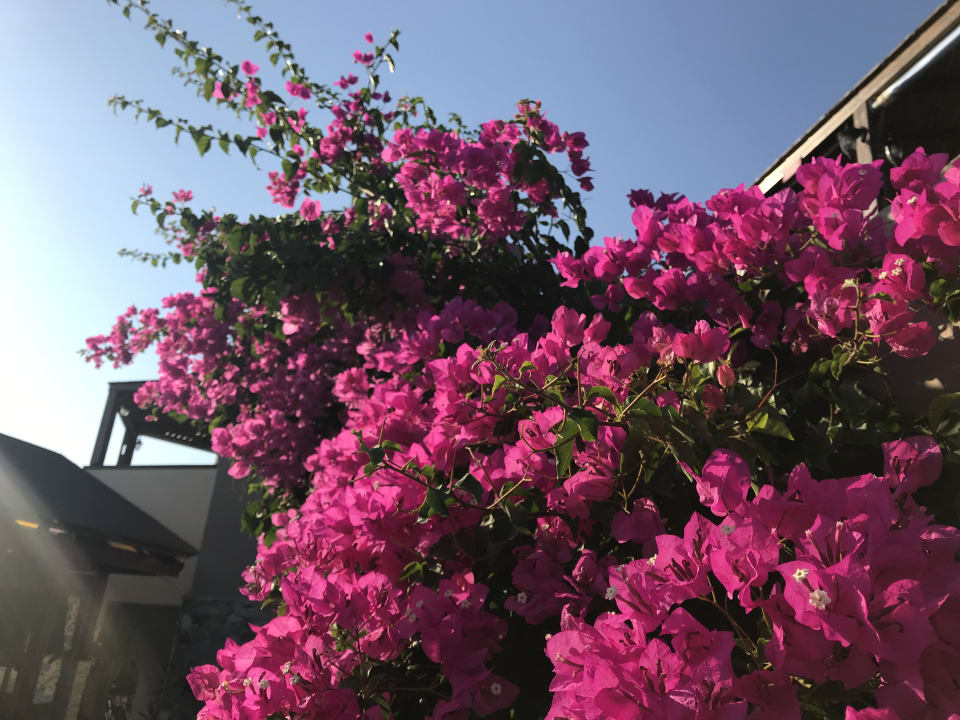 Außenansicht Gaia Garden Hotel