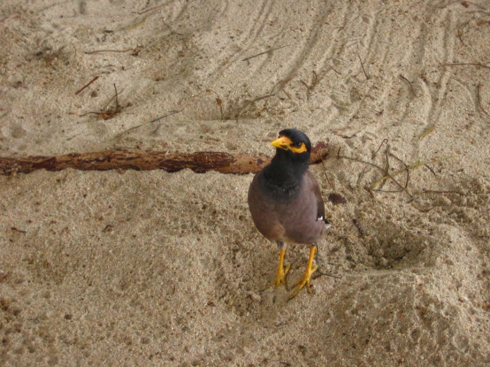 Vogel The Fair House Beach Resort