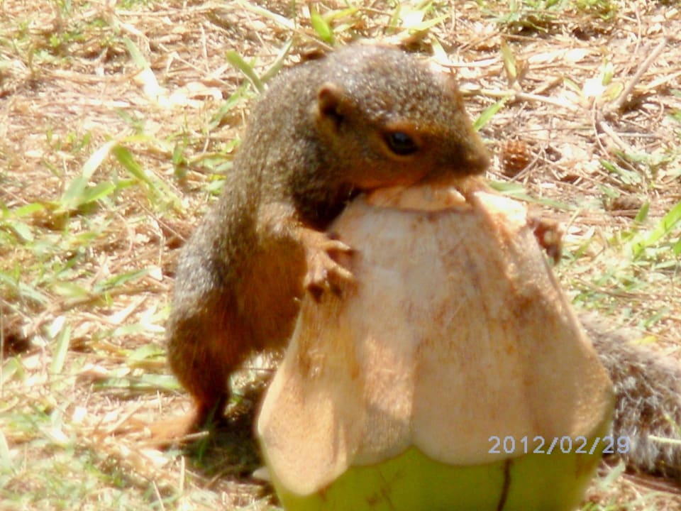 Der Hungrige mit der Kokosnuss Hotel Diani Sea Lodge